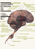 Anatomia Humana - Prives - Tomo 3.pdf